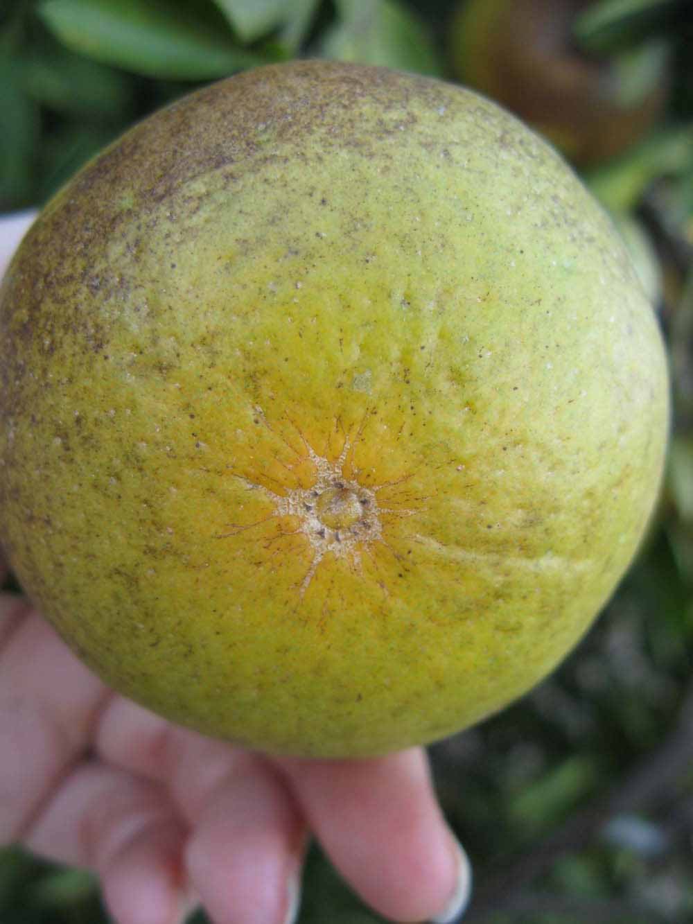              Fruit (Winter Haven, FL)       